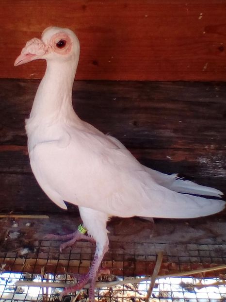 Femela 1, 2017 - G ___ C A R I E R I