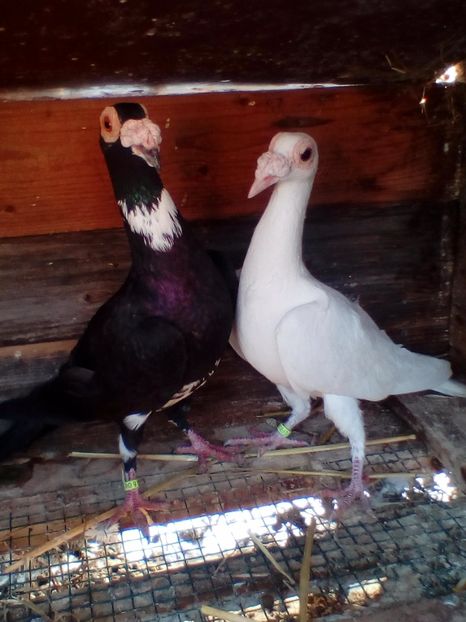 Perechea 1 - G ___ C A R I E R I