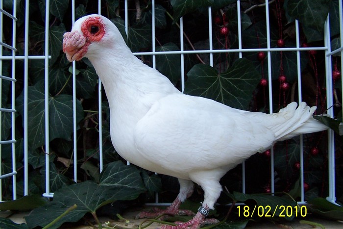 Picture 234 - Berber