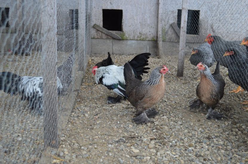 mii de flori - b Mii de flori argintiu