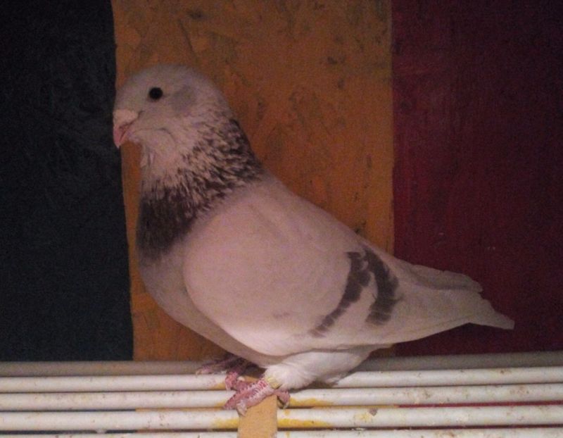  - 3MASCULI VRDF 2018