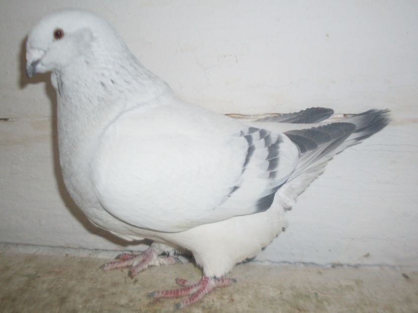 F2016 - 000 FEMELE 2018