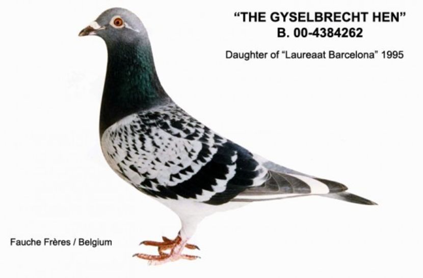 Fauche Jean - cuplul 12 2o18