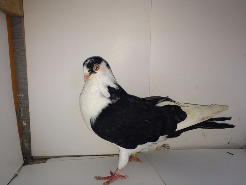 2018  mascul  2017 - Plecați ALBUM 1