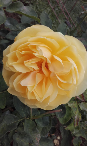  - GRAHAM THOMAS David Austin 2