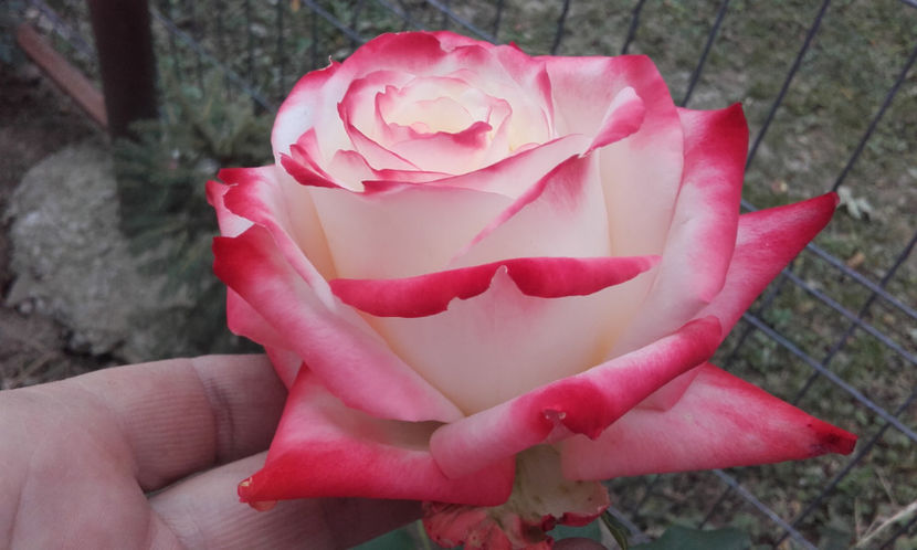  - IMPERATRICE FARAH Delbard 2