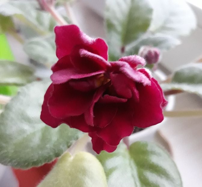 Ek Sadi Semiramidi epuizat - EK Sadi Semiramidi