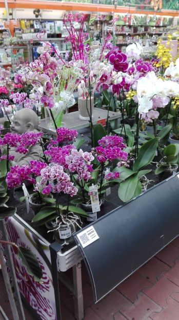 IMG-20170728-WA0014 - Orhidee