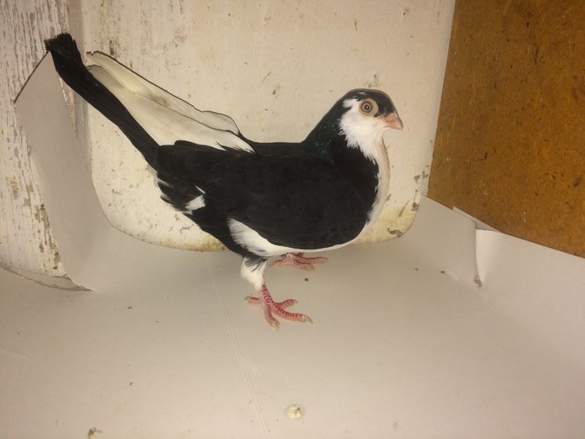 mascul  2016 - Plecați ALBUM 1