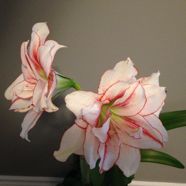  - 2018 Plante de interior