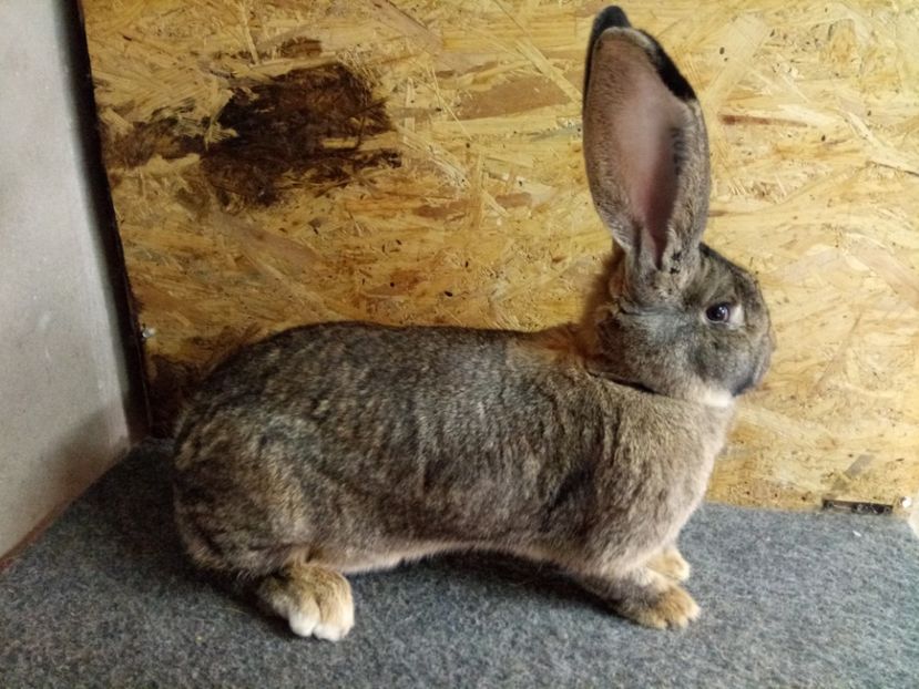  - Femela 2 Urias Gri German