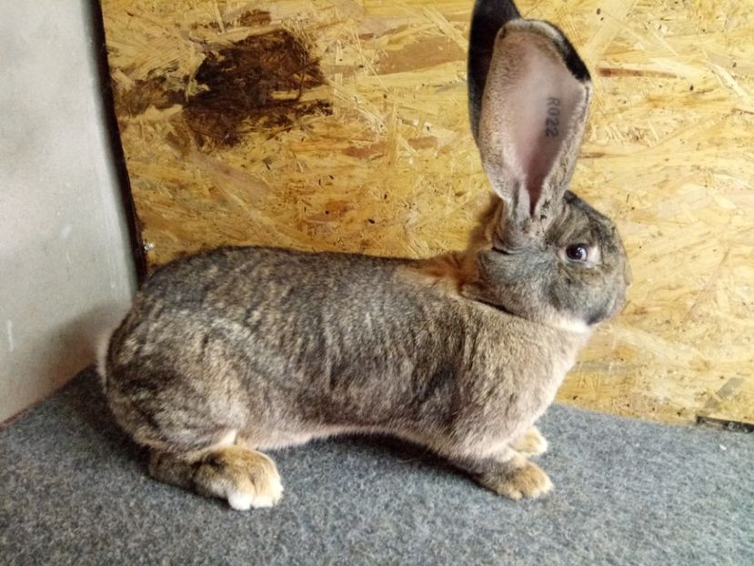  - Femela 2 Urias Gri German