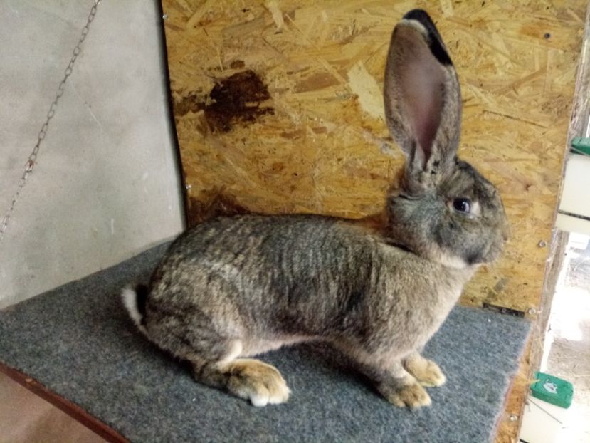  - Femela 2 Urias Gri German