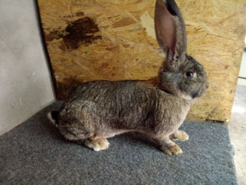  - Femela 2 Urias Gri German