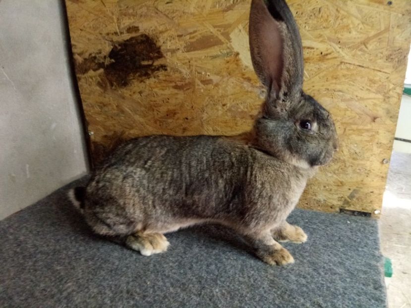  - Femela 2 Urias Gri German