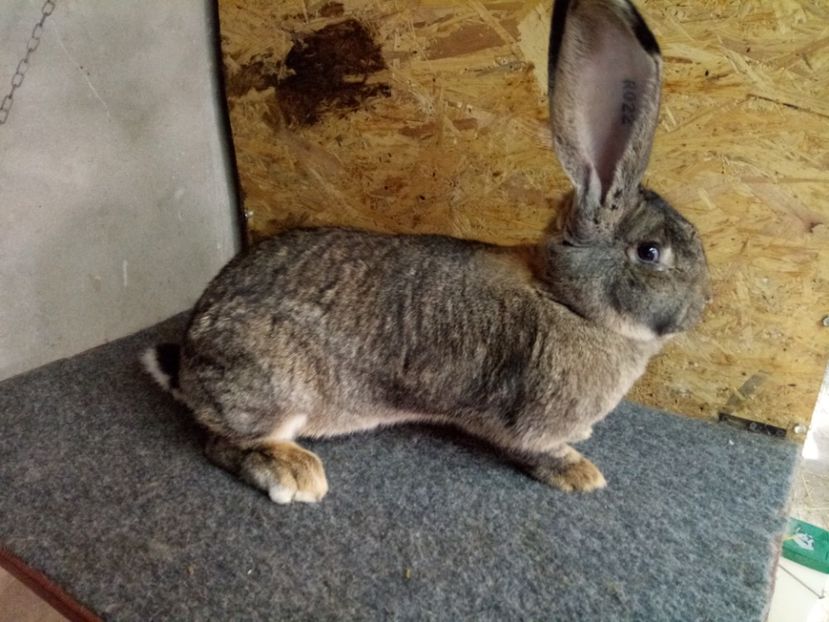  - Femela 2 Urias Gri German