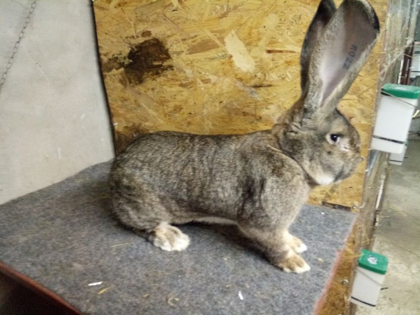  - Mascul 3 Urias Gri German