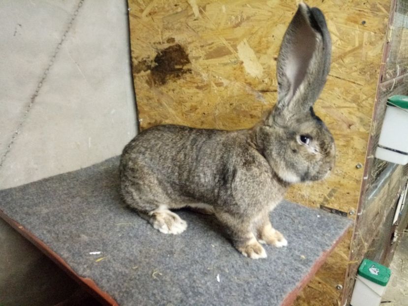  - Mascul 3 Urias Gri German