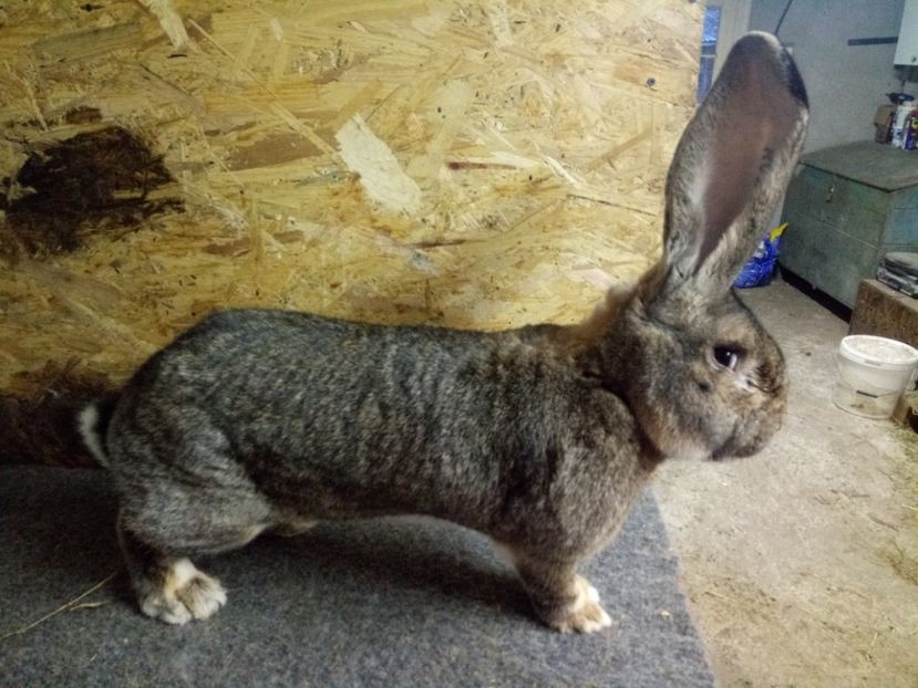  - Mascul 3 Urias Gri German