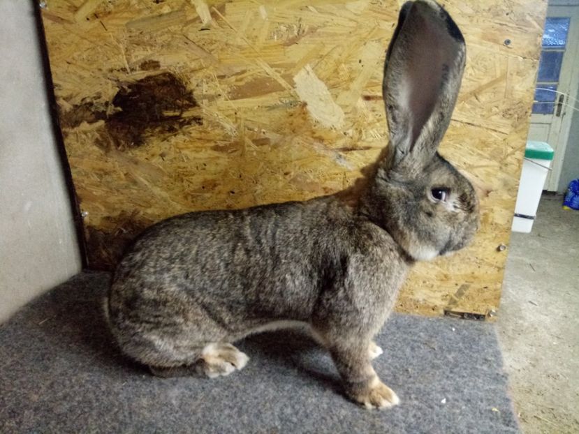  - Mascul 3 Urias Gri German