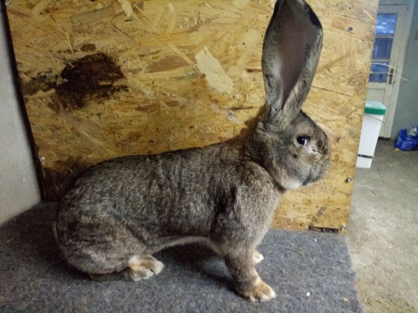  - Mascul 3 Urias Gri German