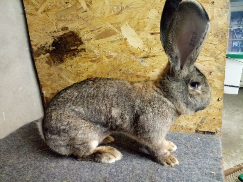  - Mascul 4 Urias Gri German 96 p