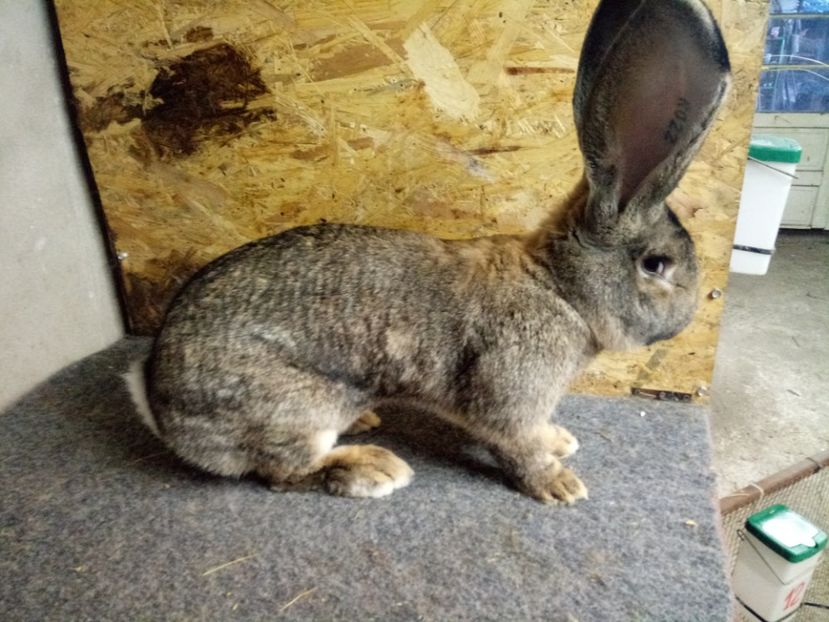  - Mascul 4 Urias Gri German 96 p