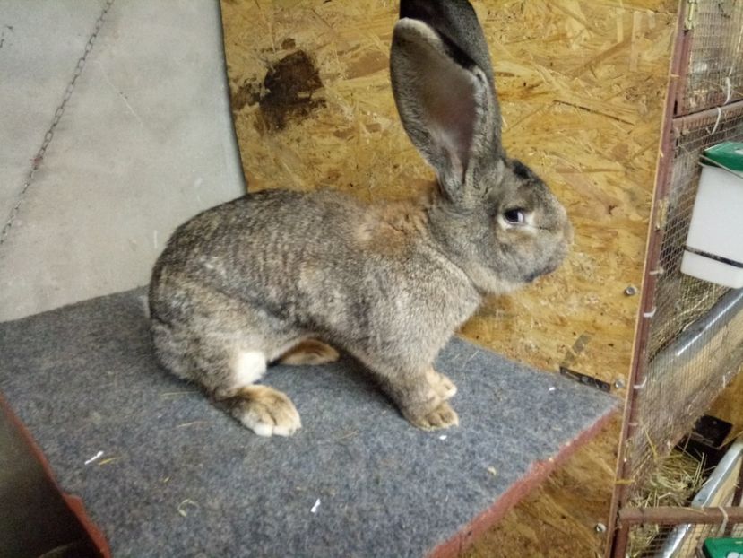  - Mascul 4 Urias Gri German 96 p