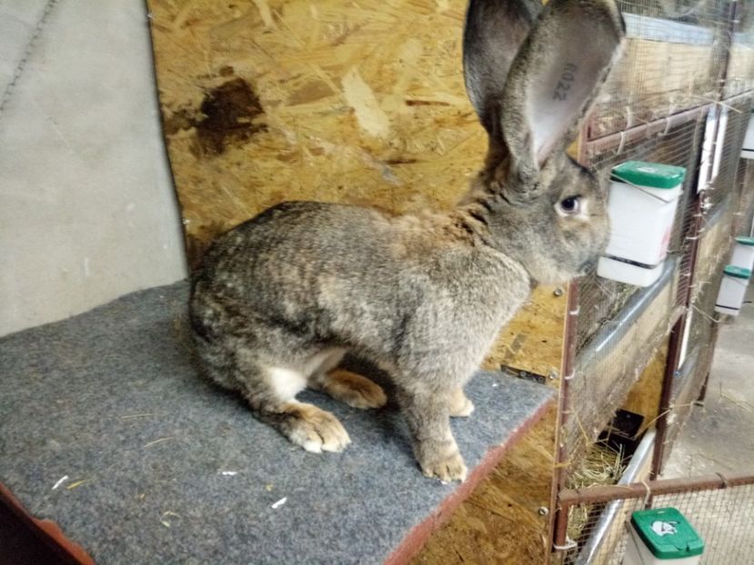  - Mascul 4 Urias Gri German 96 p