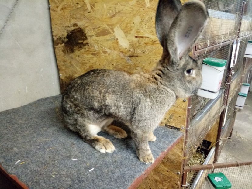  - Mascul 4 Urias Gri German 96 p