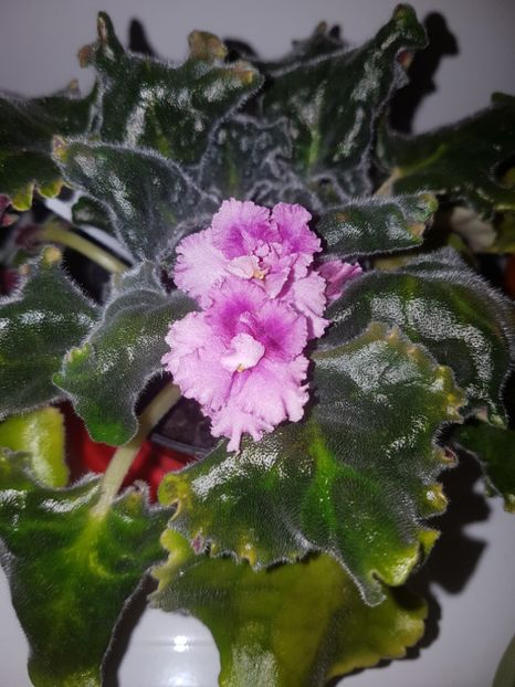 Mystic Mermaid - Violete Africane iunie 2017