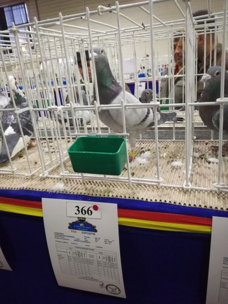  - 27-01-2018 Expozitie ASC Prahova