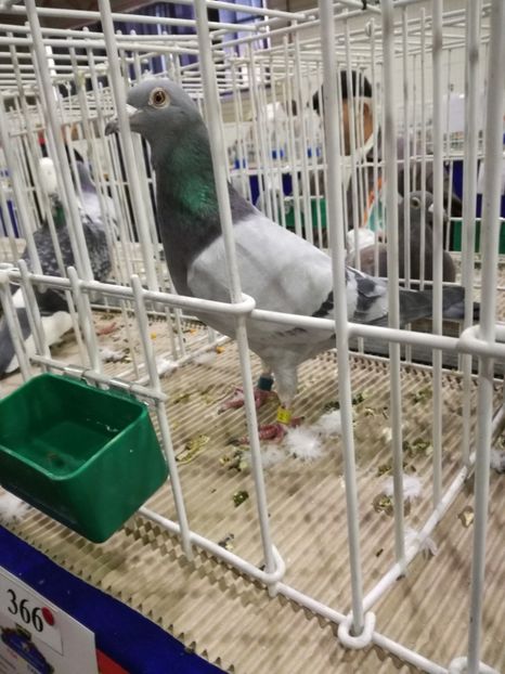  - 27-01-2018 Expozitie ASC Prahova