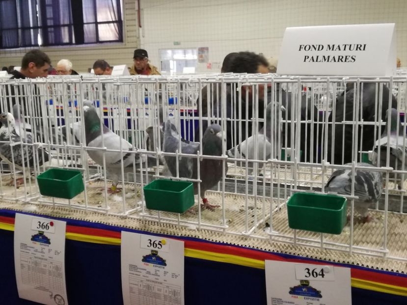  - 27-01-2018 Expozitie ASC Prahova