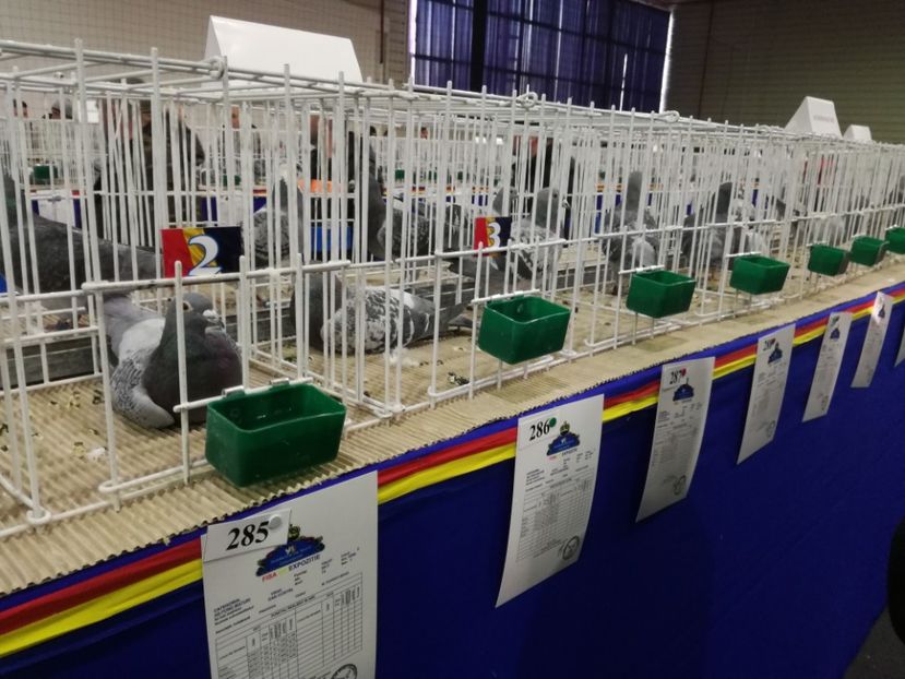  - 27-01-2018 Expozitie ASC Prahova