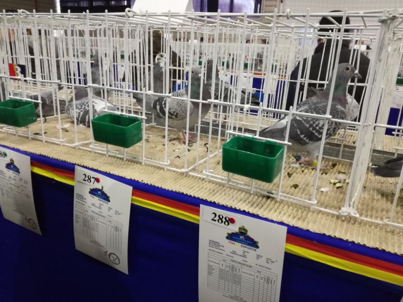  - 27-01-2018 Expozitie ASC Prahova