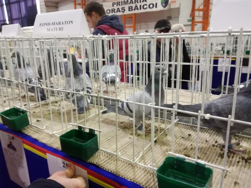  - 27-01-2018 Expozitie ASC Prahova