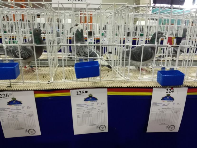  - 27-01-2018 Expozitie ASC Prahova