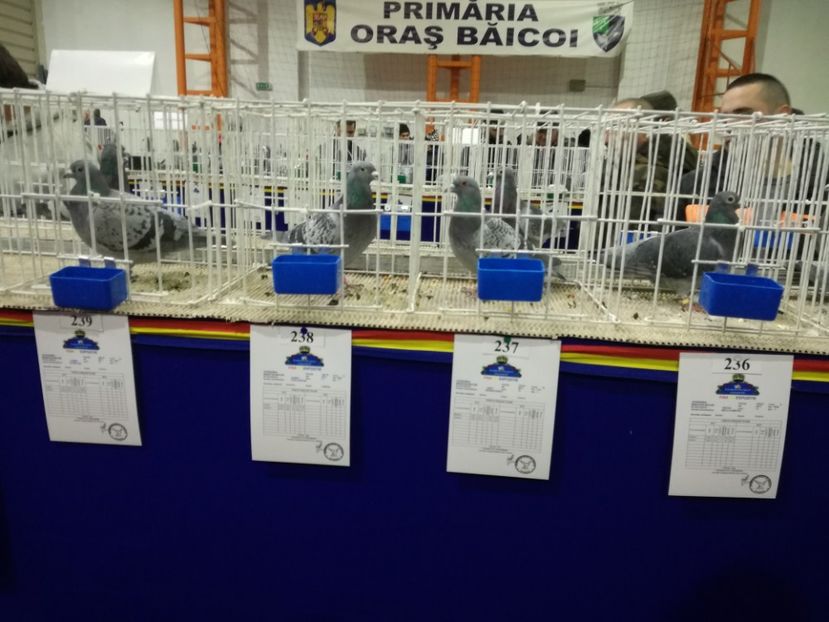  - 27-01-2018 Expozitie ASC Prahova