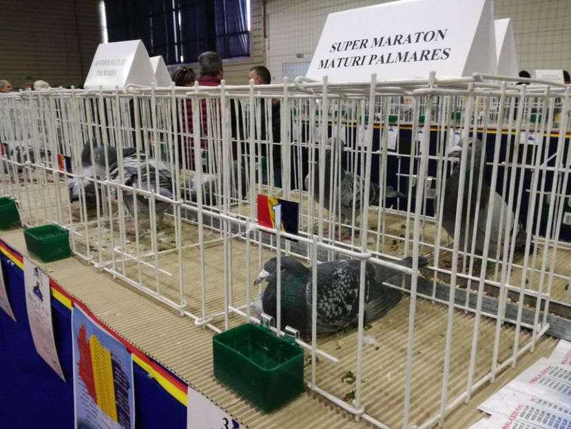  - 27-01-2018 Expozitie ASC Prahova