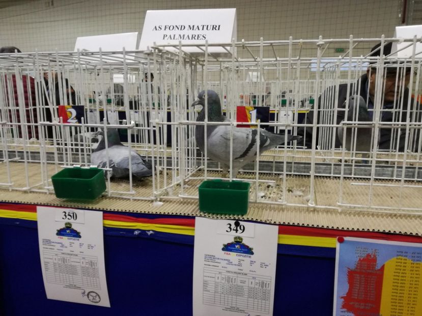  - 27-01-2018 Expozitie ASC Prahova