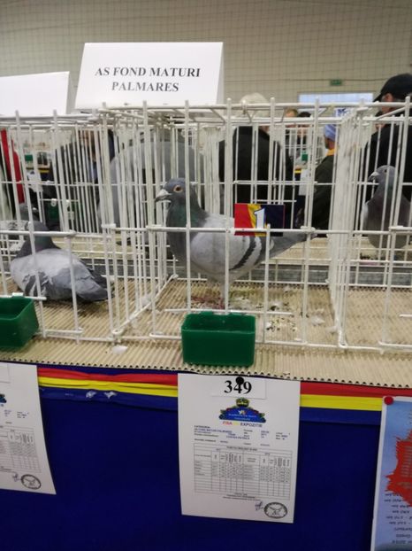  - 27-01-2018 Expozitie ASC Prahova