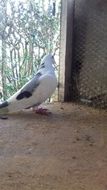 Patatu - Gălățeni