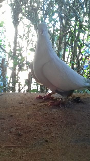 Patatu - Gălățeni