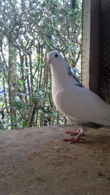 Patatu - Gălățeni