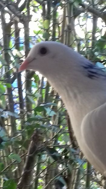 Patatu - Gălățeni