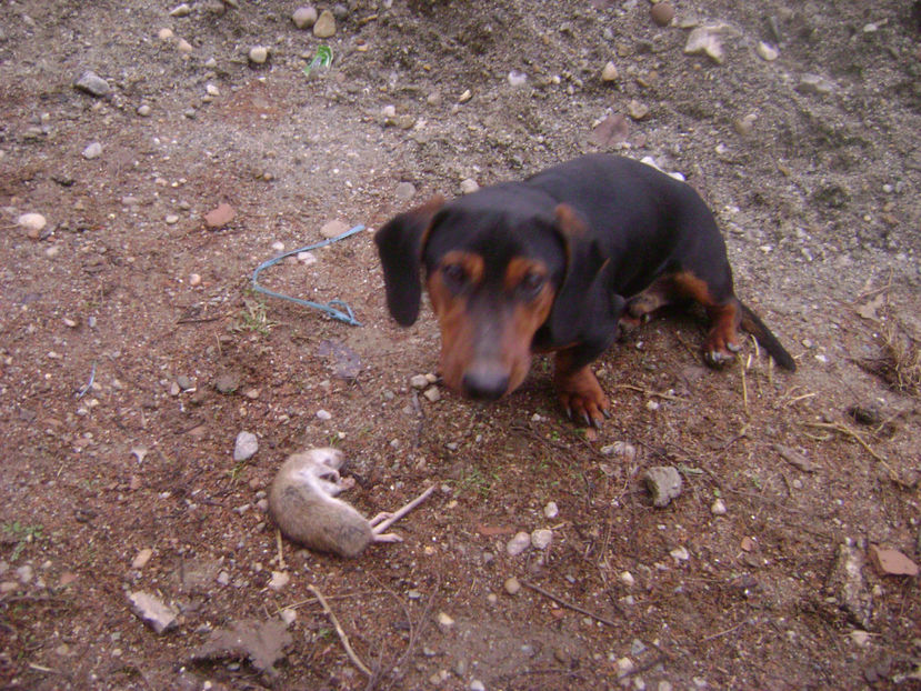 Patrocle si sobo - Lupta împotriva şobolanilor