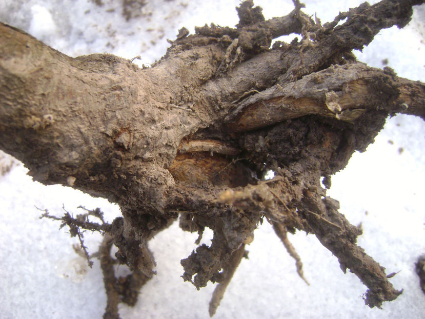 Radacini roase 2 - Lupta împotriva şobolanilor