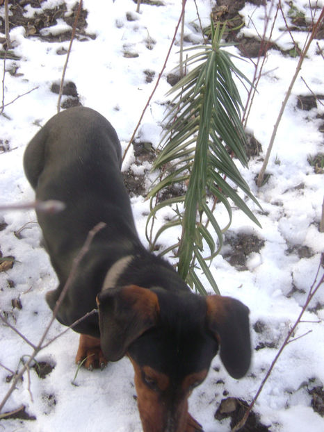 Patrocle şi planta anti cartita 1 - Lupta împotriva şobolanilor