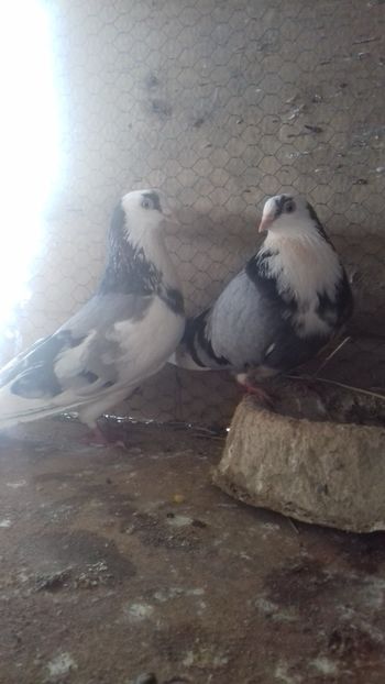 Nr 1&Zidanusia - Gălățeni